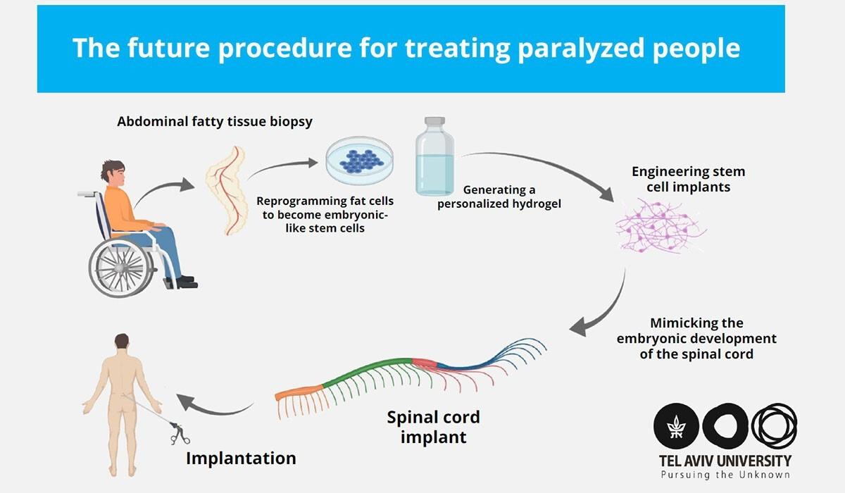 Spinal cord tissue implant research showing microscopic view of engineered tissue